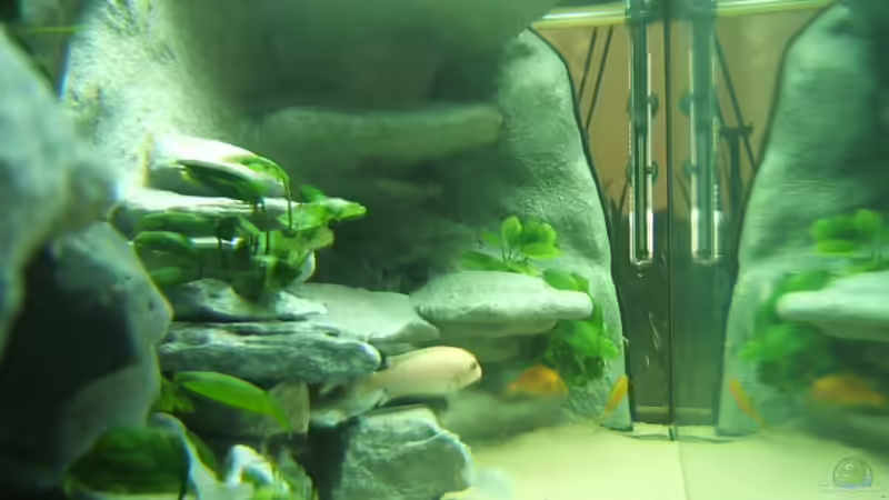 von links von Salzeritis (3)