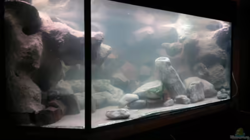 von links von wadde (39)