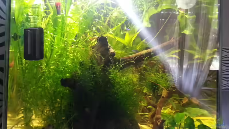 von links von Zohan (3)