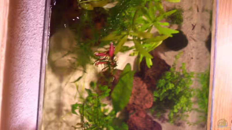 Von oben - Bin zu klein um ein ´gerades´ Bild zu machen :) von Natalie de Vries (6)