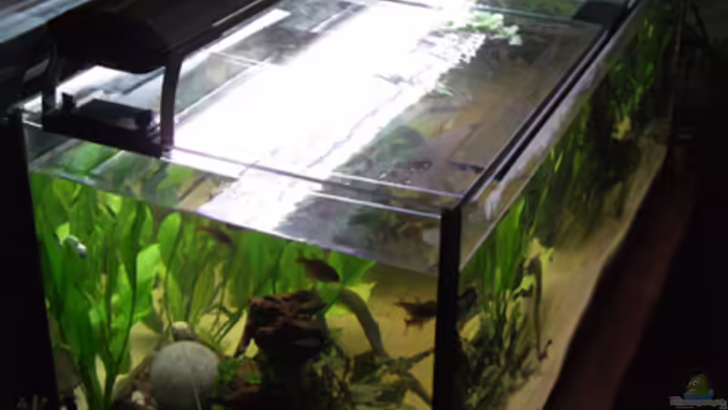 Von oben - Plexiglasabdeckung und BTN-Aufsatzleuchte (f. Bild nach hinten geschoben) von Dr. Dr. Kliem (9)