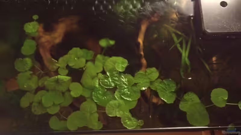 von oben - rechts Innenfilter, oben Filterauslauf über die gesamte Beckenlänge von Andrea Rüter (22)