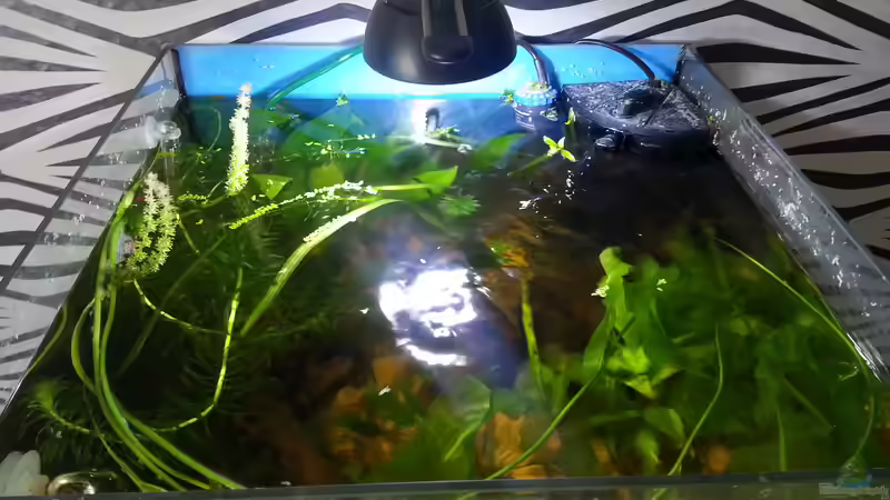 von oben  von Zohan (4)