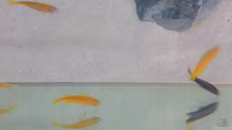 Von oben beim Wasserwechsel von BastiB (68)