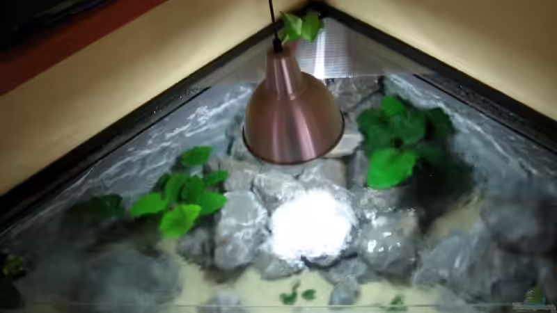 Von oben (die Strömung verläuft im Uhrzeigersinn)... von Horst Gennat (5)