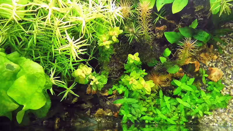 von oben fotografiert  von odin 68 (133)