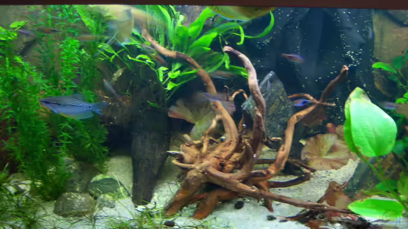 von oben in die Mitte 01.03.2015 von Schratze (37)