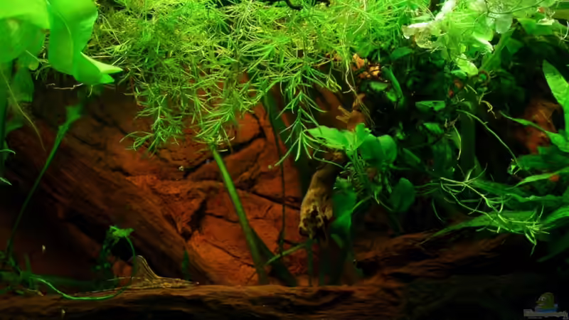 von oben ins Wasser hängende Moorkienwurzel u. Haselnussstrauchzweig mit Anubia von ~Marco~ (37)