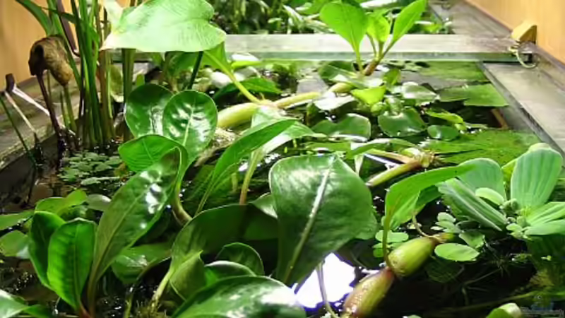 Von oben links von Claudia Müller (5)