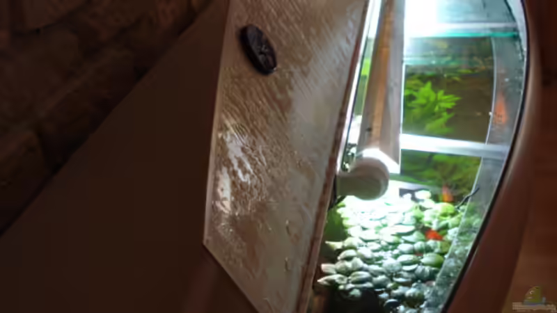 von oben mit Froschbiss von matze70 (19)