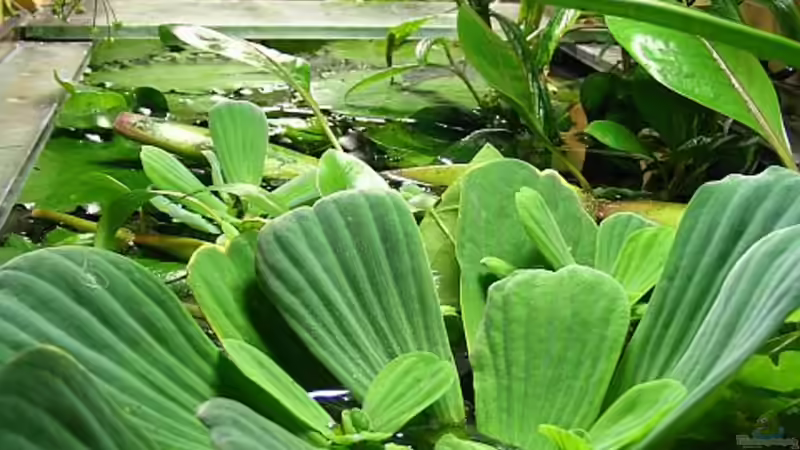 von oben rechts von Claudia Müller (6)
