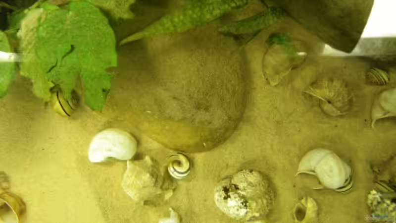 Von oben von Bazzi (34)