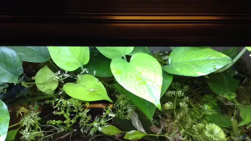 Von oben von Ceylon (3)