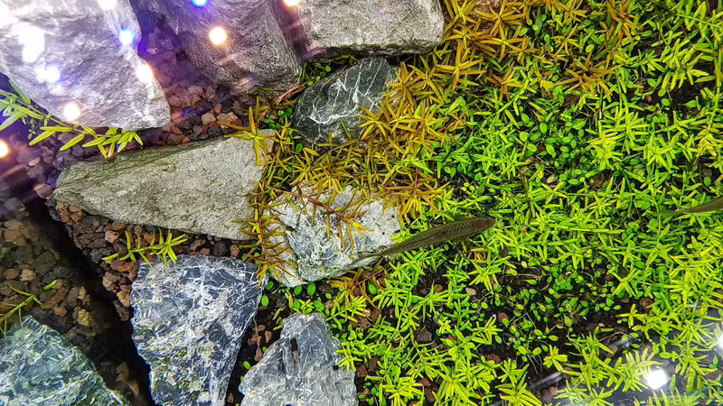 von oben von Glidezilla (3)