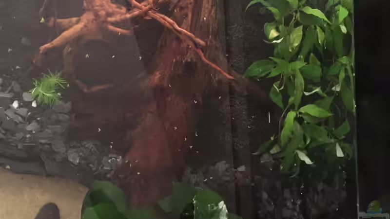 von oben von moehriam (15)