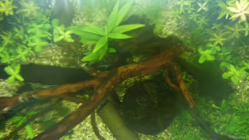 von oben von mucki (4)