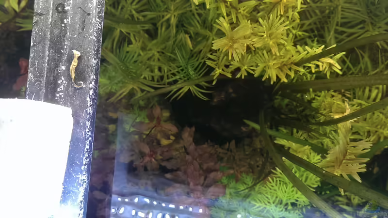 Von Oben von Pseudoym (8)