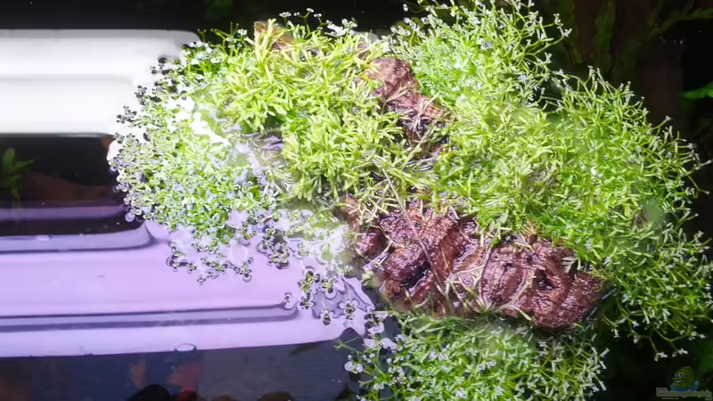 Von oben von Rabunz3l (10)