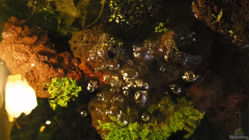 von oben von senf.. (2)