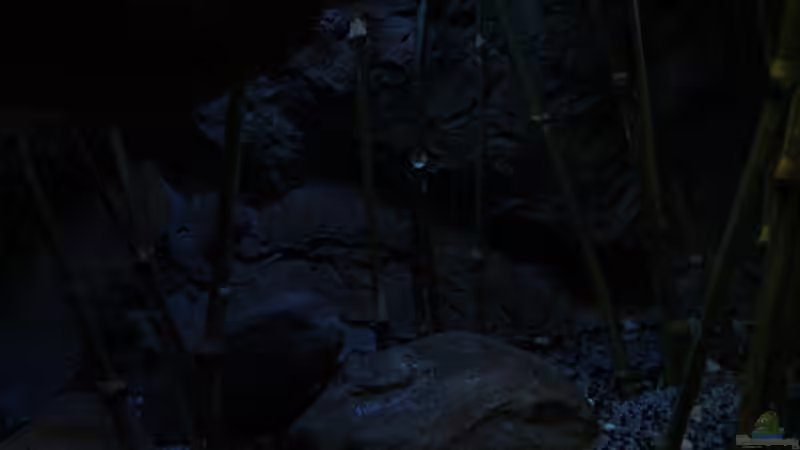 von oberhalb zur Abenddämmerung von The Pictus catfish (7)