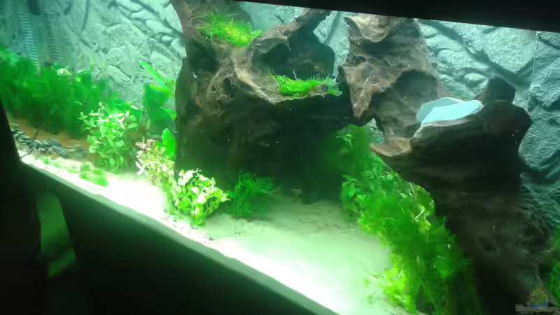 von rechts, 26. Februar von Deoroller (33)