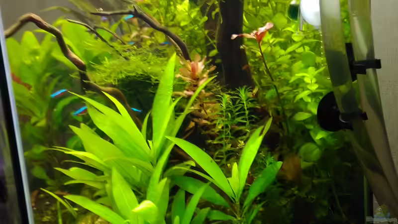 von rechts  von Shiro13 (8)