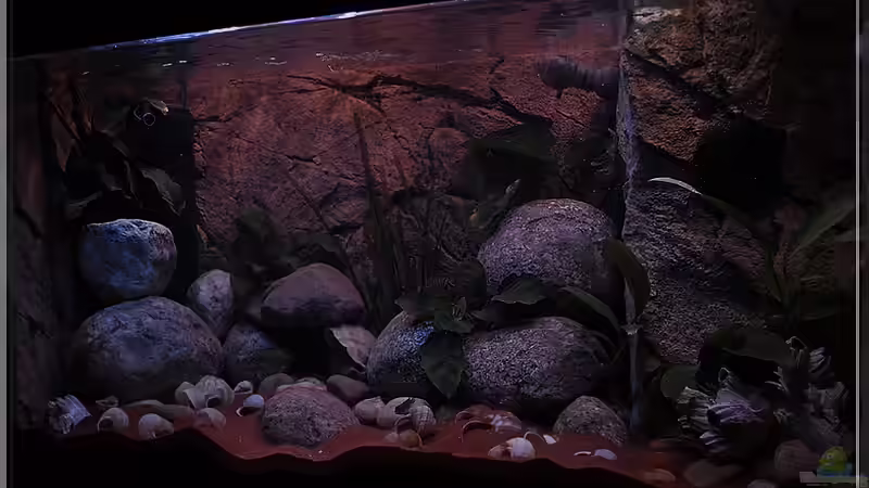 von rechts (1) von ***ELLIS*** (17)