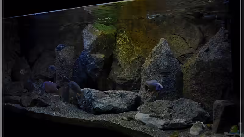 von rechts (1) von ***ELLIS*** (34)