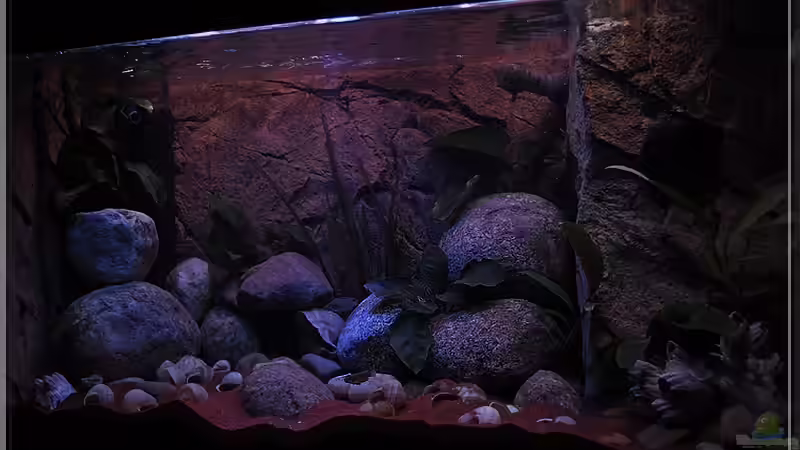 von rechts (2) von ***ELLIS*** (18)