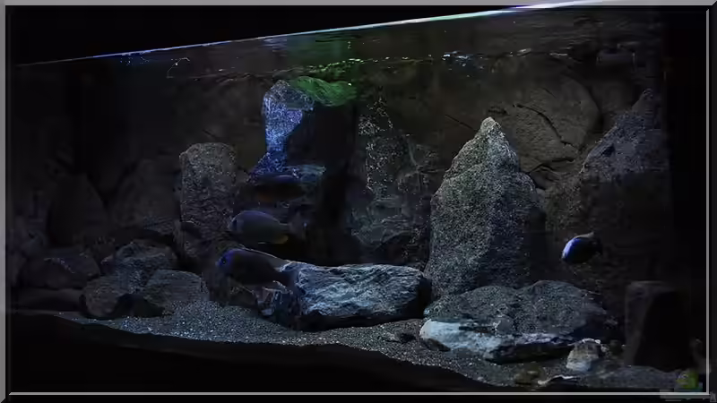 von rechts (2) von ***ELLIS*** (35)