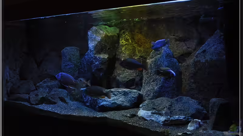 von rechts (3) von ***ELLIS*** (36)