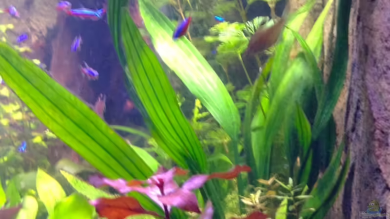 von rechts 31.12.12 von Michel (10)