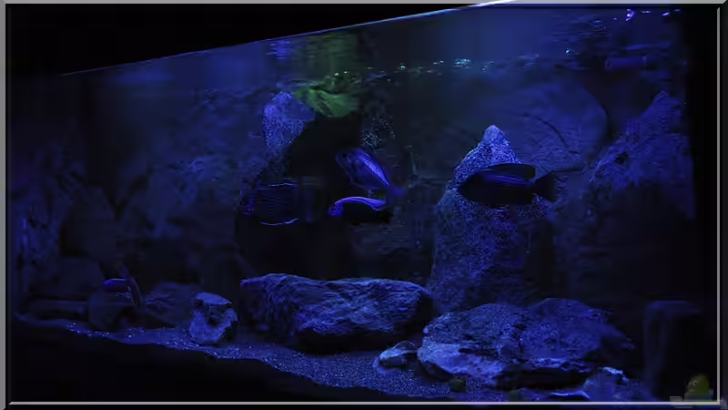 von rechts (5) von ***ELLIS*** (38)