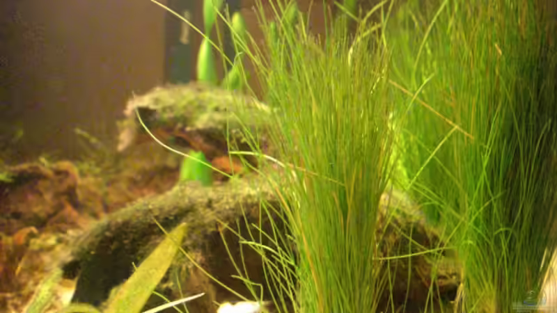 von rechts am 18.11.2007 von Büdi II (7)