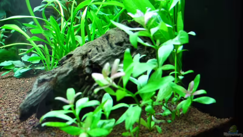 Von rechts aussen von matze81 (3)