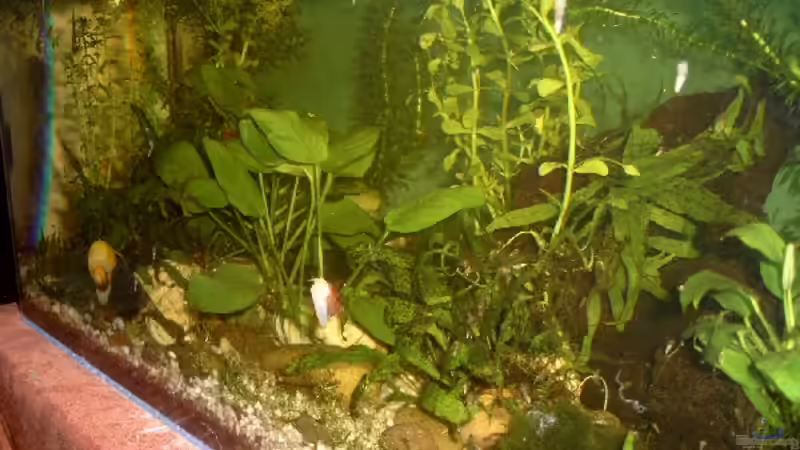 von rechts betrachtet (Anfang 2008) von Jenny (9)