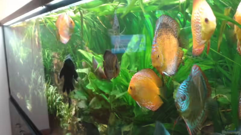 von rechts die linke seite von Fischverrückt (5)