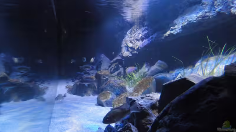 von rechts durch die Seitenscheibe von Strücher Jung (9)