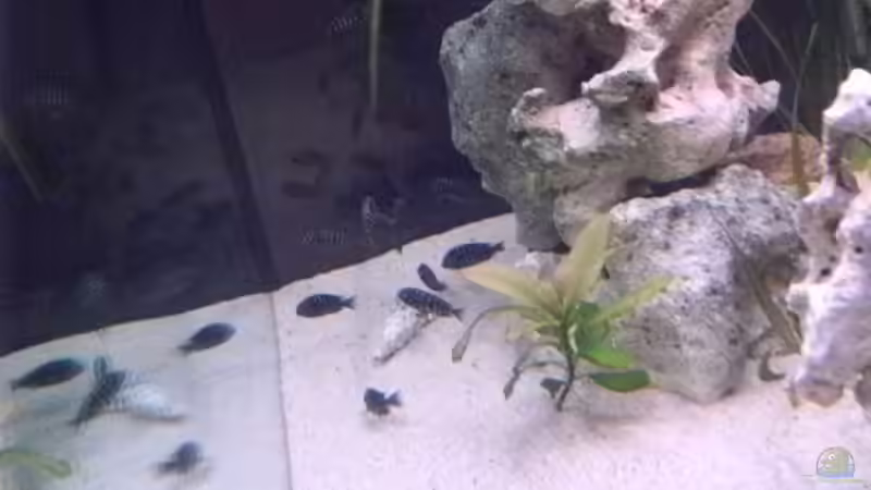 Von Rechts gesehen von CICHLID (7)