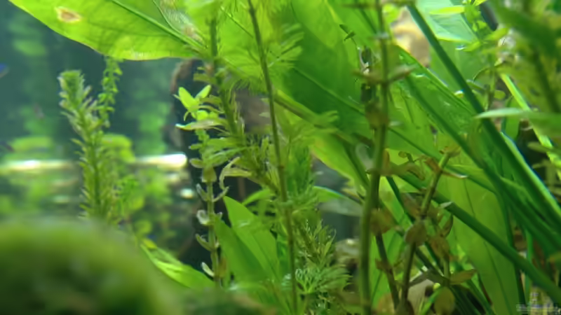 von rechts,im vordergrund die 2 moosbälle von marciii1985 (5)