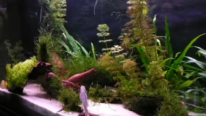 von rechts ins Becken fotographiert von Simone Baumeister (4)