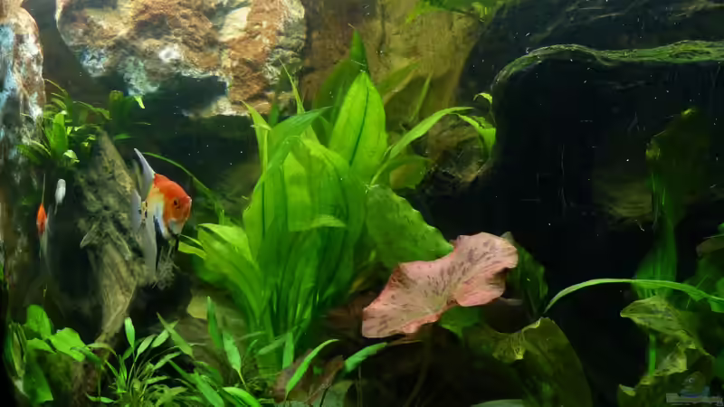 von rechts nach links ;-) 30.12.12 von nokoeh (25)