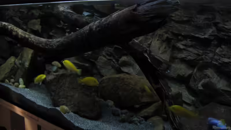 von rechts nach links von The Duke of woods (4)