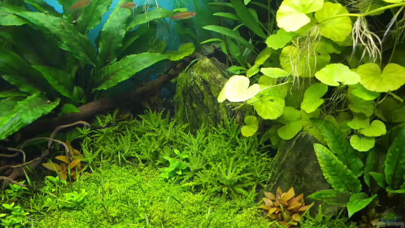 von rechts oben von axolotl (13)