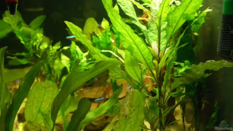 von rechts von Alexander Eckel (3)