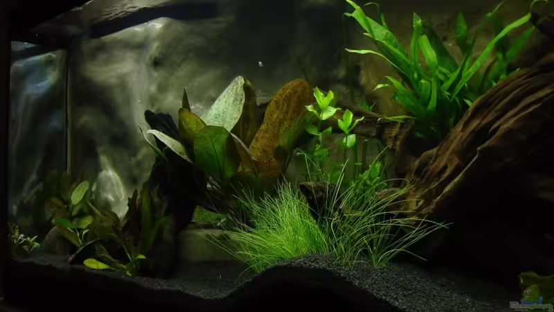 von rechts von Alfur (8)