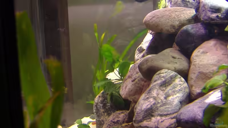 von rechts von Antje 78 (4)