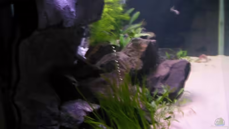 von rechts von Artur Schumacher (5)