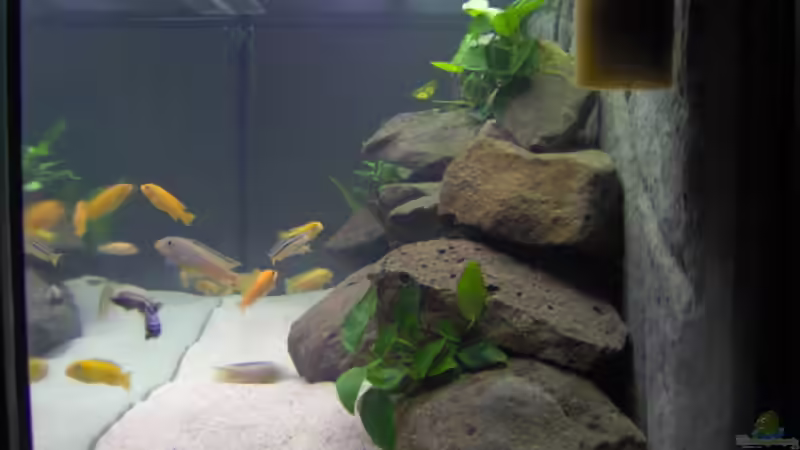 von rechts von boehmo (2)