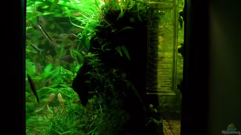 von rechts von Der Analyst (13)